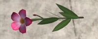 A Oleander flower