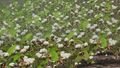 Cotton-harvest.png