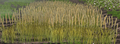 Barley-harvest.png