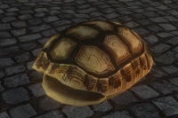 A Small tortoise shell
