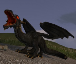 A Black dragon hatchling