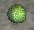 Cabbage.jpg