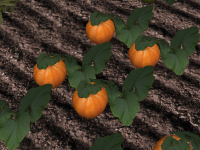 Pumpkin-harvest.png