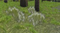 A Wild grasses