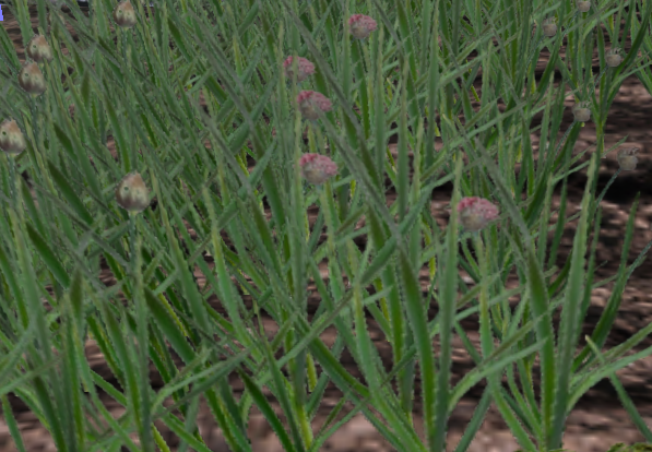 Garlic-harvest.png
