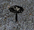 A Black mushroom