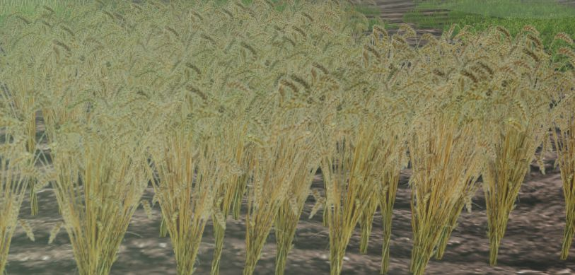 Rye-harvest.png