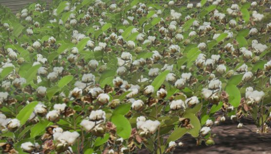 Cotton-harvest.png