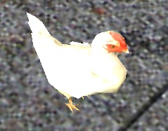A Hen