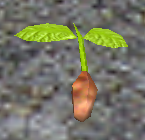 A Ivy seedling