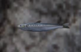 File:Sardine.jpg
