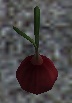 File:Onion.jpg