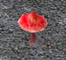 Red mushshroom.png