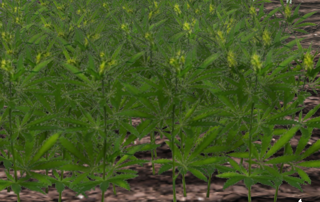 Wemp-harvest.png