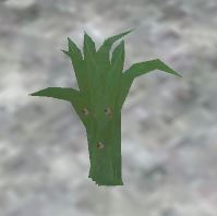 File:Kelp.jpg