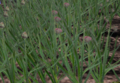 Garlic-harvest.png