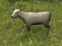 A sheep after being shorn