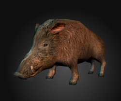 A Wild boar