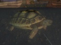 TortoiseSwim.jpg
