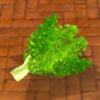 A Fennel plant