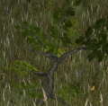 Grape bush.png