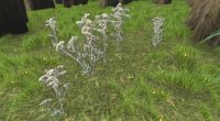 Umbellifers