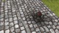 Fogspider.jpg