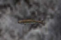 A Minnow