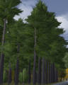 Cedar tree.png