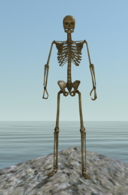 A Skeleton