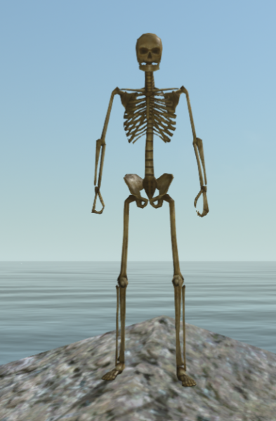 File:Skeleton.png