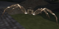 A Huge spider