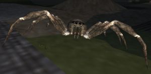 Spider.JPG