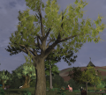 Chestnut tree fruit.png