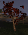 Desolate tree .png
