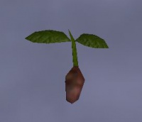 A Grape seedling