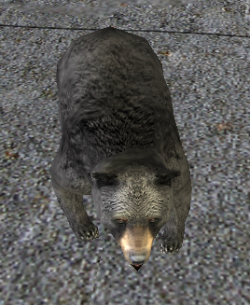 A Black bear