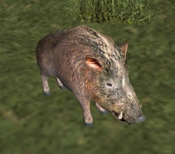 A Wild boar