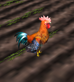 A Rooster