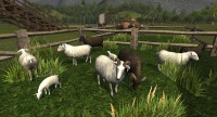 Rams, lambs, and black sheep.