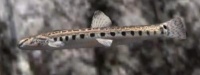 A Loach