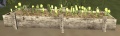 Greenishyellow flowerbed.jpg