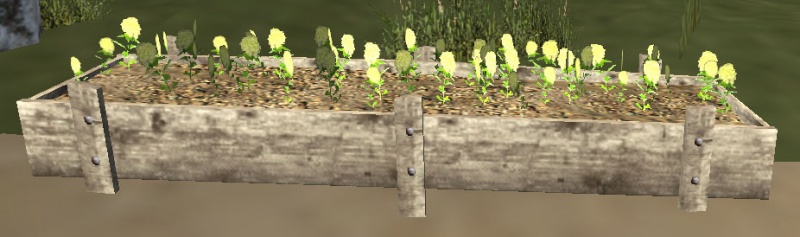File:Greenishyellow flowerbed.jpg