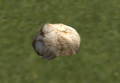 A Wool