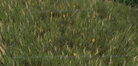 A Bouquet of yellow flowers