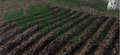 Thumbnail for version as of 14:59, 12 January 2010