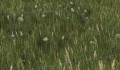 Greenishyellowflowers.jpg
