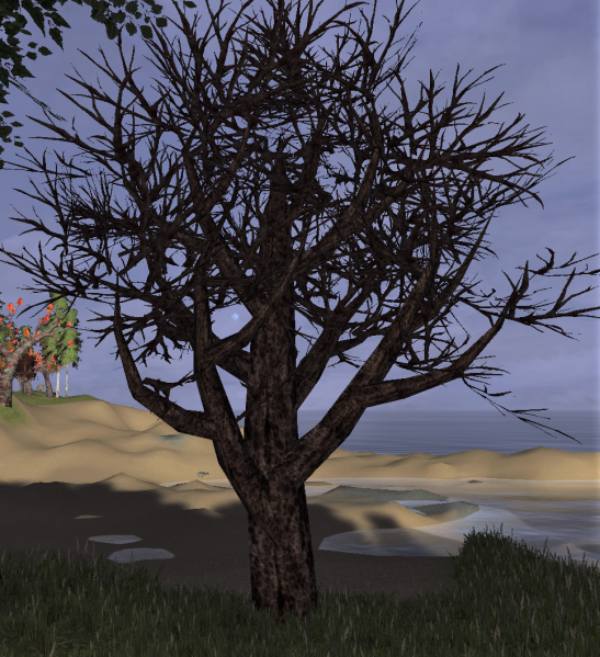 File:Coral tree.png