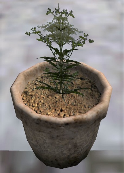 File:Cumin2.jpg