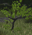 Green grapes fruit.png